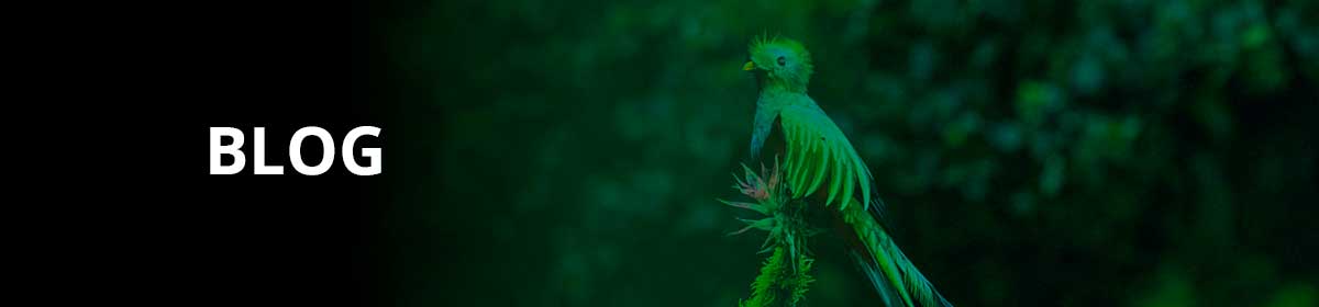 Quetzal Taxes Blog